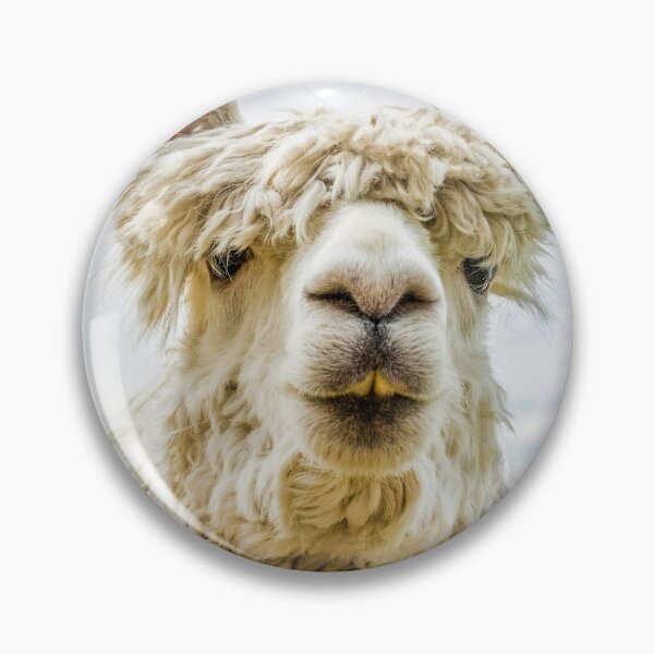 Item preview, "Close-up headshot of white alpaca, against blue sky. designed and sold by bailey-cooper.