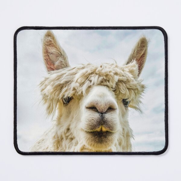 Item preview, "Close-up headshot of white alpaca, against blue sky. designed and sold by bailey-cooper.