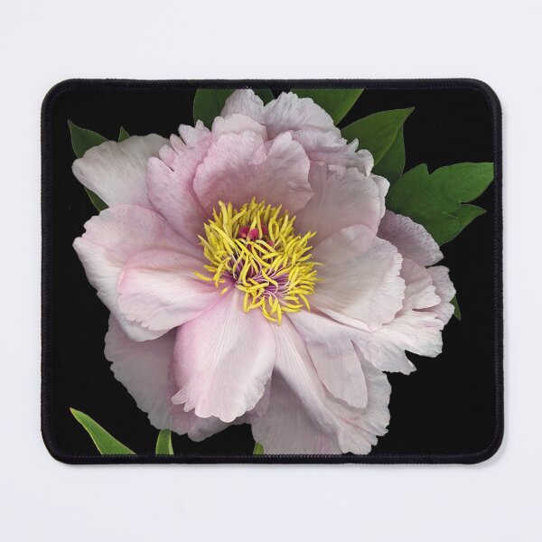 Item preview, Tree Peony designed and sold by Lisa  Davis.