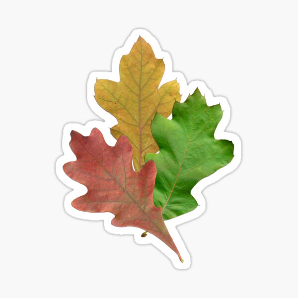 Item preview, Changing Oak Leaves designed and sold by Lisa  Davis.
