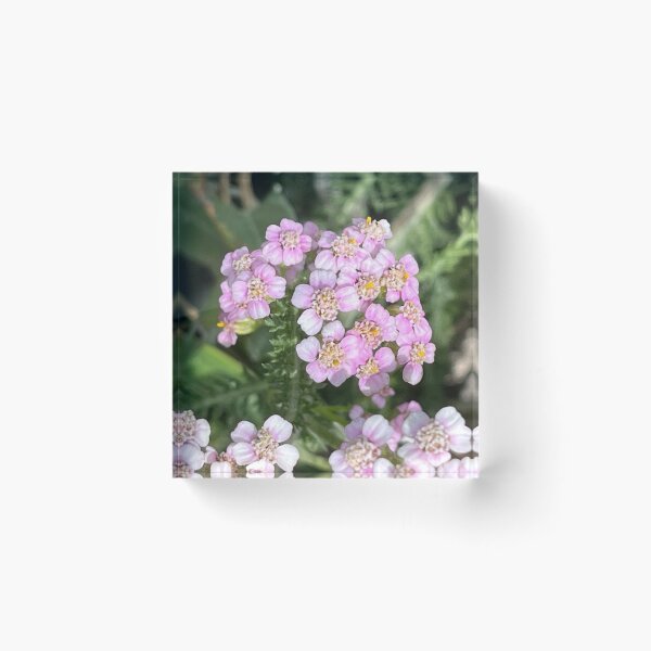 Item preview, Branch of Achillea Millefolium designed and sold by Ponted.