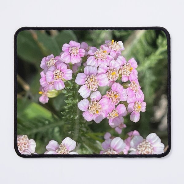 Item preview, Branch of Achillea Millefolium designed and sold by Ponted.