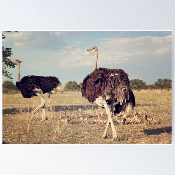 Item preview, Gran familia de avestruces Parque Nacional de Etosha designed and sold by creativechuckie.