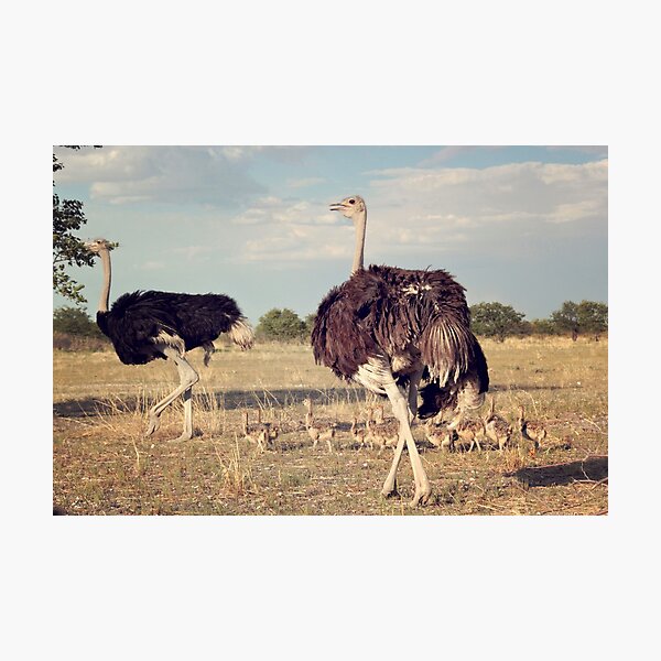 Artikelvorschau, Großer Strauß-Familien-Etosha Nationalpark entworfen und verkauft von creativechuckie.