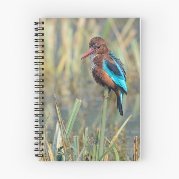 Item preview, White-throated Kingfisher 13 designed and sold by Werner Padarin.