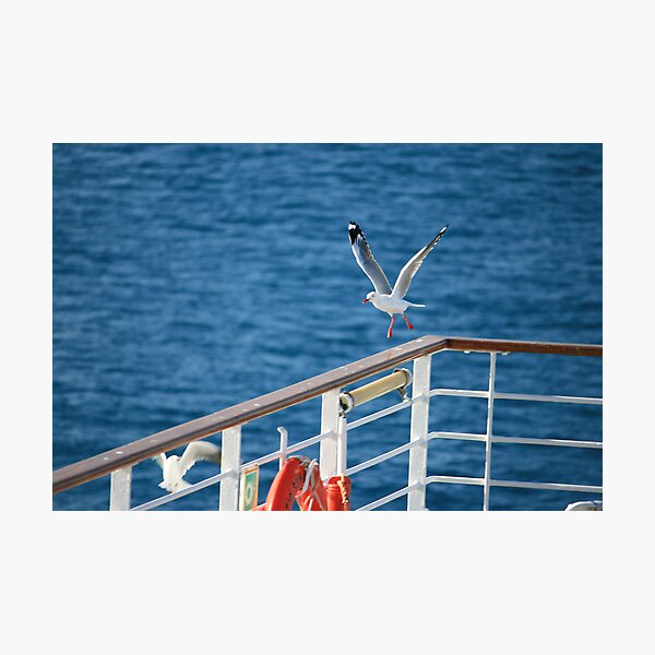 Artikelvorschau, seagull  entworfen und verkauft von teegan.
