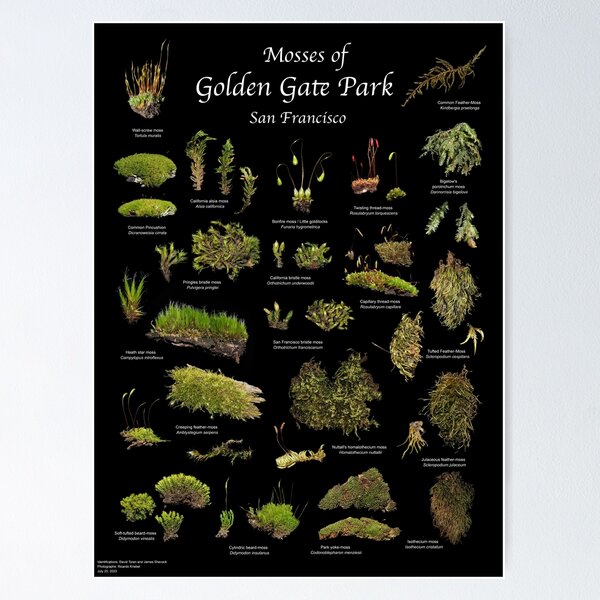 Item preview, Mosses of Golden Gate Park designed and sold by Ricardo Kriebel.