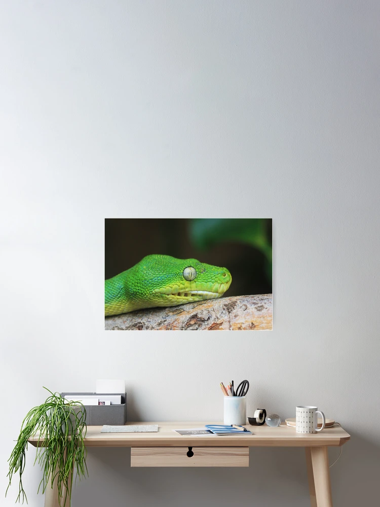 Thumbnail 2 of 3, Poster, Tree Python designed and sold by Chantelle Benade.