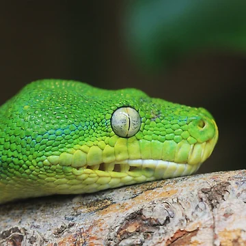 Imagen de la obra Tree Python de Chantelle Benade