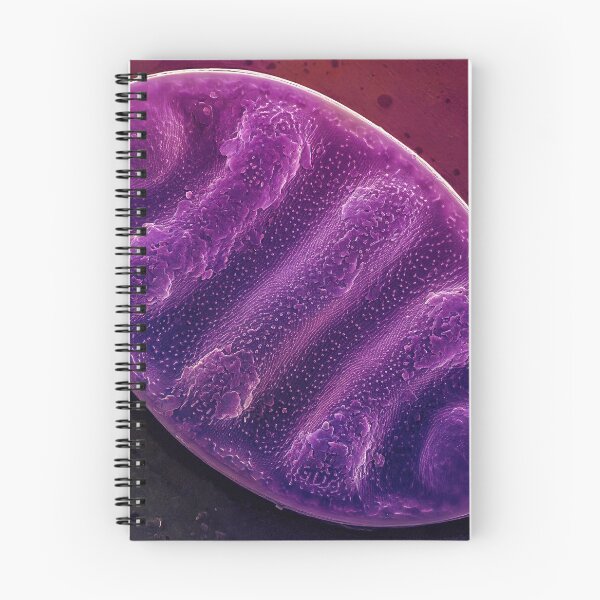 Item preview, Undulate Surirella - Purple designed and sold by DiatomsATTACK.