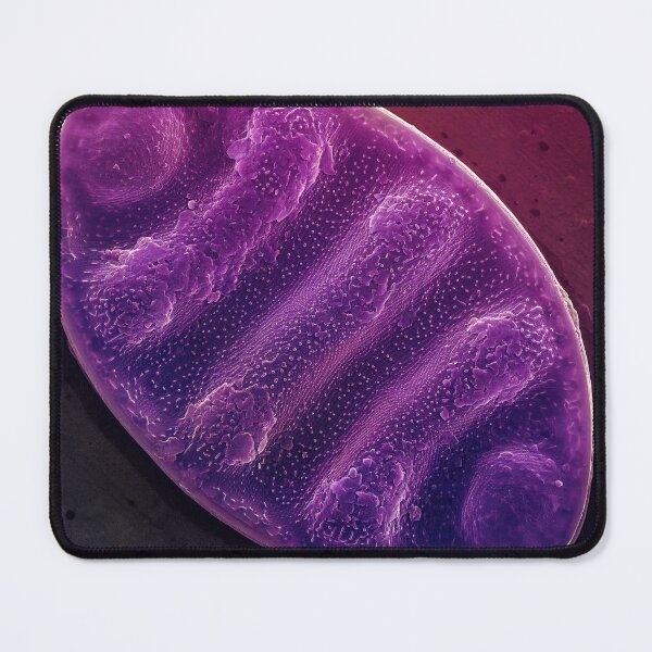 Item preview, Undulate Surirella - Purple designed and sold by DiatomsATTACK.