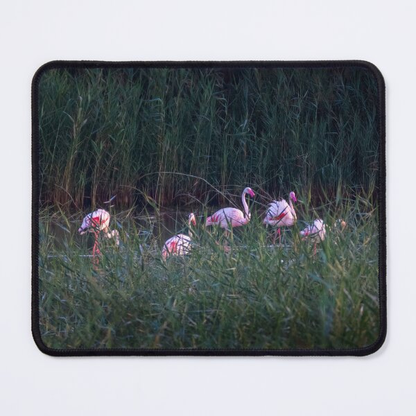 Item preview, Shy Flamingos designed and sold by Ralph Goldsmith.