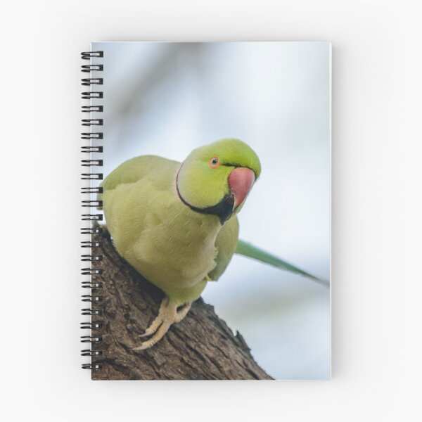 Item preview, Rose-ringed Parakeet 04 designed and sold by Werner Padarin.