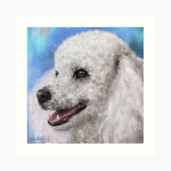 Fluffy White Standard Poodle Photo Art Print Poster 12x18 inch