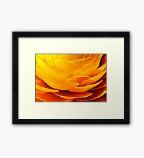petals Framed Print