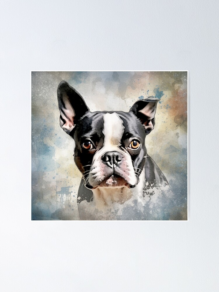 Wall eyed boston store terrier