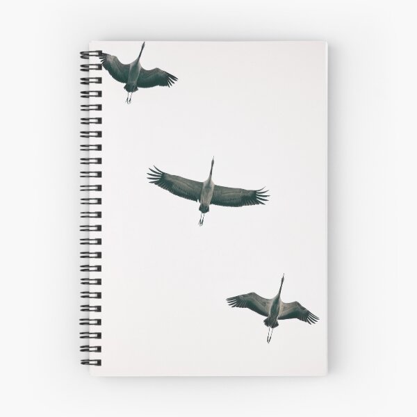 Item preview, Three Common Cranes Flying in Midair From Below designed and sold by visualspectrum.