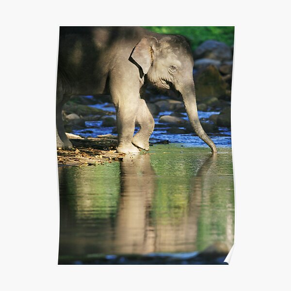 Prada carbon elefant Clearance