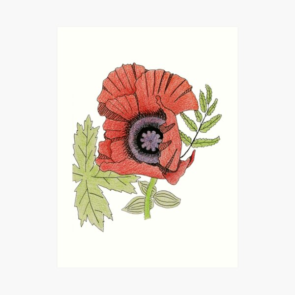 Poppy Art Print