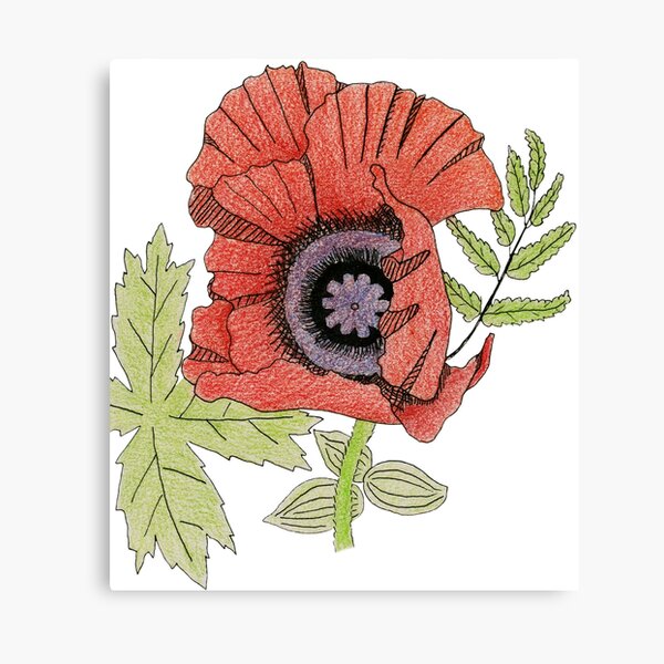 Poppy Canvas Print