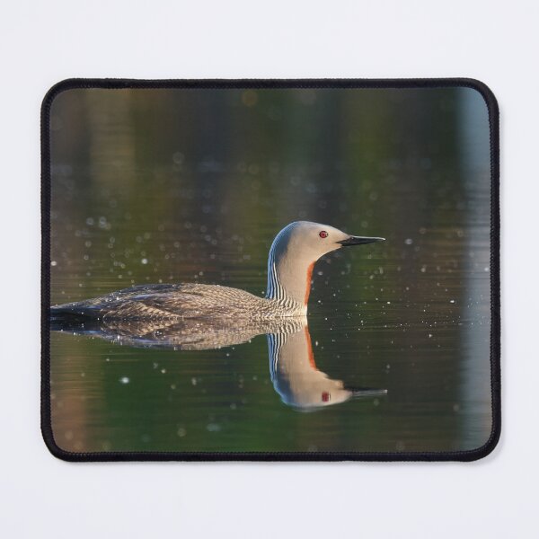 Item preview, The right side. Red-throated loon Magnus von Wright style designed and sold by Jouko Lehto Photography.