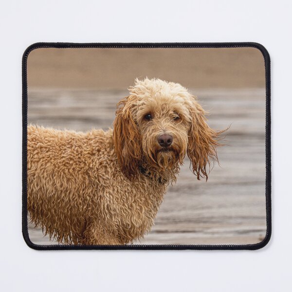 Item preview, Cockapoo dog with wet fur on beach. designed and sold by bailey-cooper.