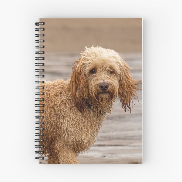 Item preview, Cockapoo dog with wet fur on beach. designed and sold by bailey-cooper.