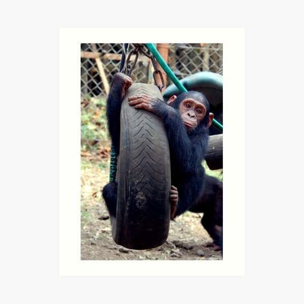 Chimp Swing Art Print