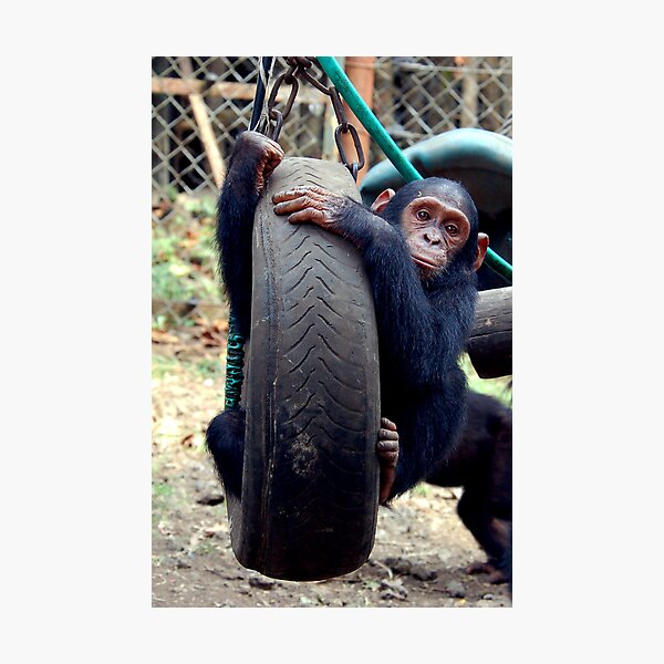 Chimp Swing Photographic Print