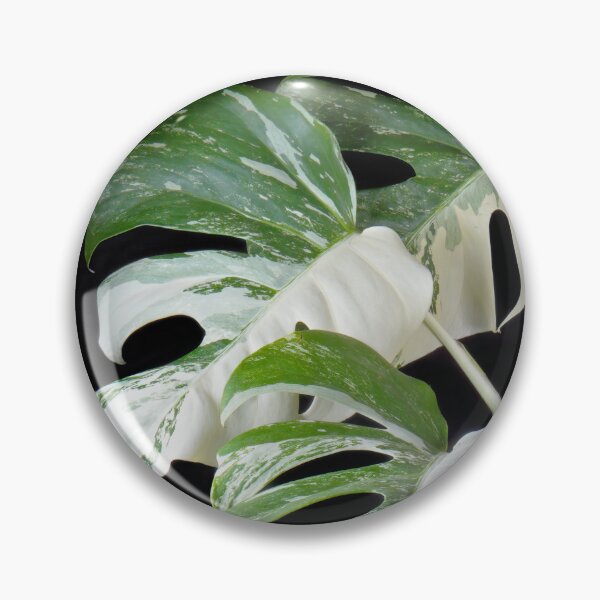 Item preview, Monstera Deliciosa Albo Variegata (Variegated Monstera) designed and sold by plantsbutbetter.