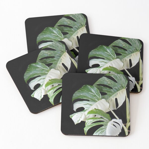 Item preview, Monstera Deliciosa Albo Variegata (Variegated Monstera) designed and sold by plantsbutbetter.