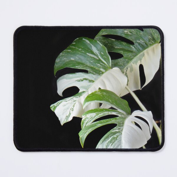 Item preview, Monstera Deliciosa Albo Variegata (Variegated Monstera) designed and sold by plantsbutbetter.