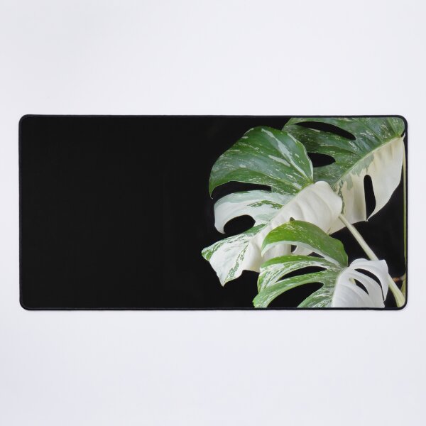 Item preview, Monstera Deliciosa Albo Variegata (Variegated Monstera) designed and sold by plantsbutbetter.