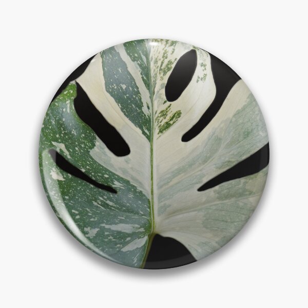 Item preview, Monstera Thai Constellation Leaf (Variegated Monstera) designed and sold by plantsbutbetter.