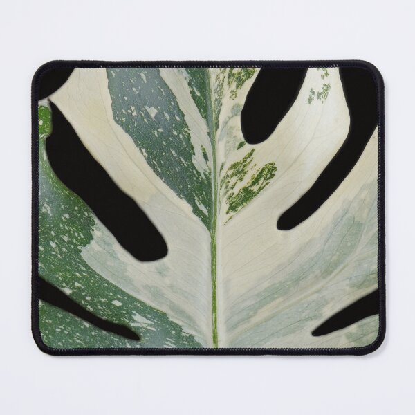 Item preview, Monstera Thai Constellation Leaf (Variegated Monstera) designed and sold by plantsbutbetter.