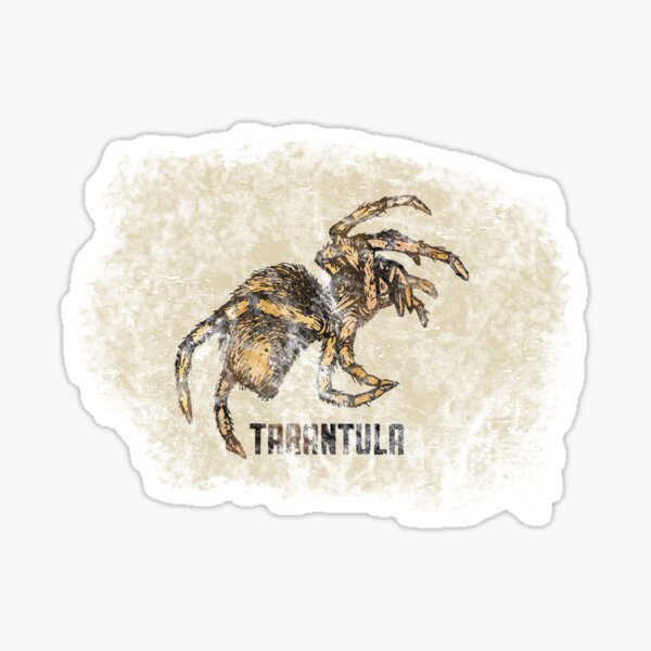 Tarantula Spider Lover Tarantula Pet Owner Vintage Arachnid Graphic Print Sticker