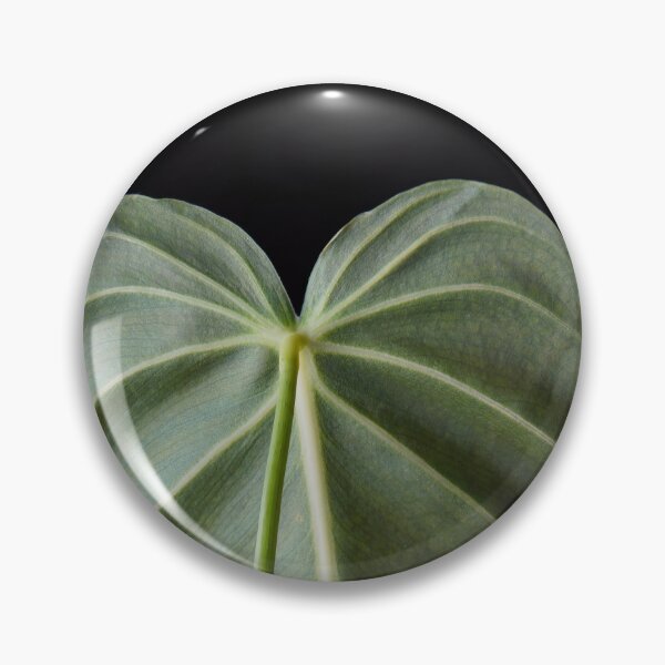 Item preview, Philodendron Melanochrysum Melano Velvet Leaf designed and sold by plantsbutbetter.