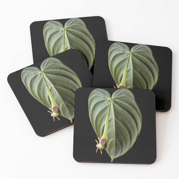 Item preview, Philodendron Melanochrysum Melano Velvet Leaf designed and sold by plantsbutbetter.