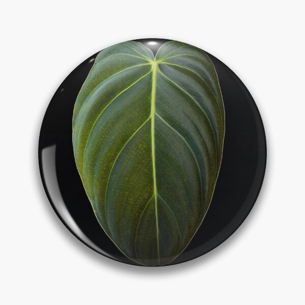 Item preview, Philodendron Melanochrysum Melano Velvet Leaf designed and sold by plantsbutbetter.