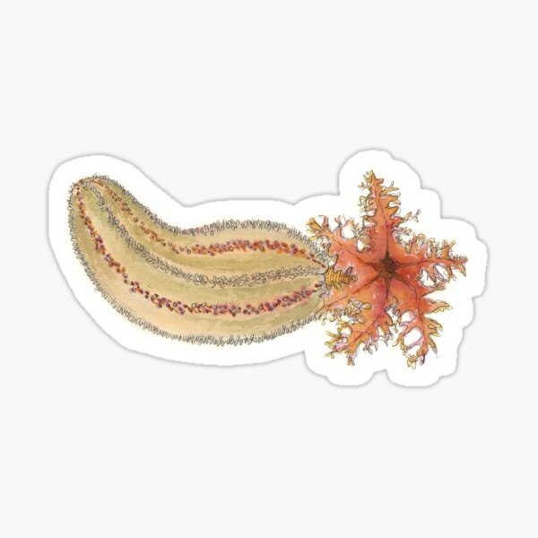Item preview, Sea cucumber (Cucumaria frondosa) designed and sold by Isabel Cayer.