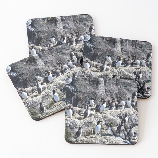 Artikelvorschau, Guillemot Rock – Farne-Inseln, Northumberland entworfen und verkauft von Richard Flint.