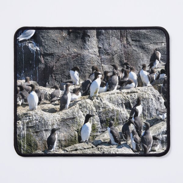 Artikelvorschau, Guillemot Rock – Farne-Inseln, Northumberland entworfen und verkauft von Richard Flint.