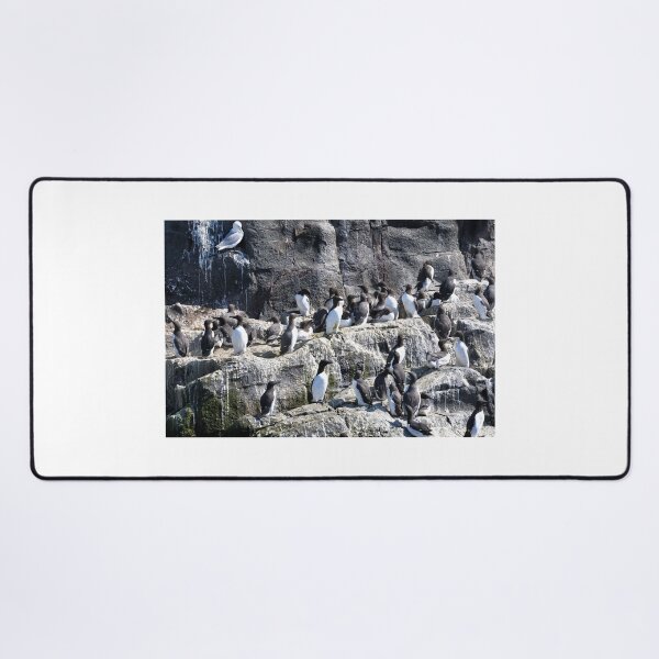 Artikelvorschau, Guillemot Rock – Farne-Inseln, Northumberland entworfen und verkauft von Richard Flint.