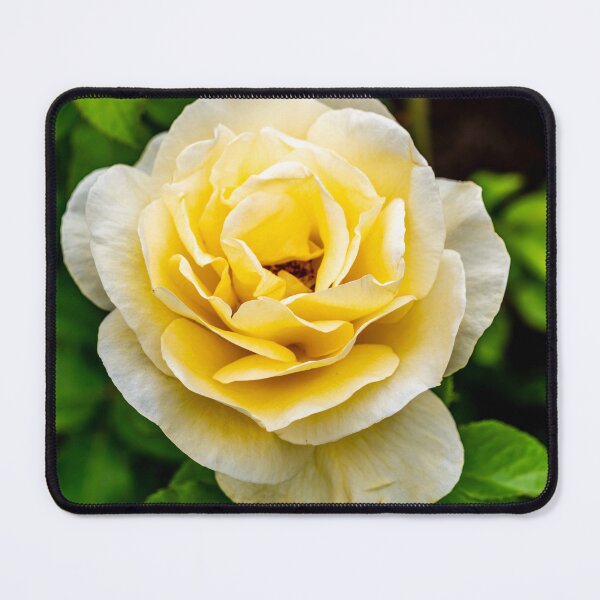 Item preview, Yellow Rose designed and sold by barkeypf.
