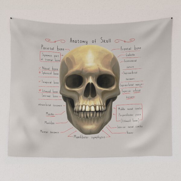 Item preview, anatomy lesson (skull) designed and sold by hayrpictures.