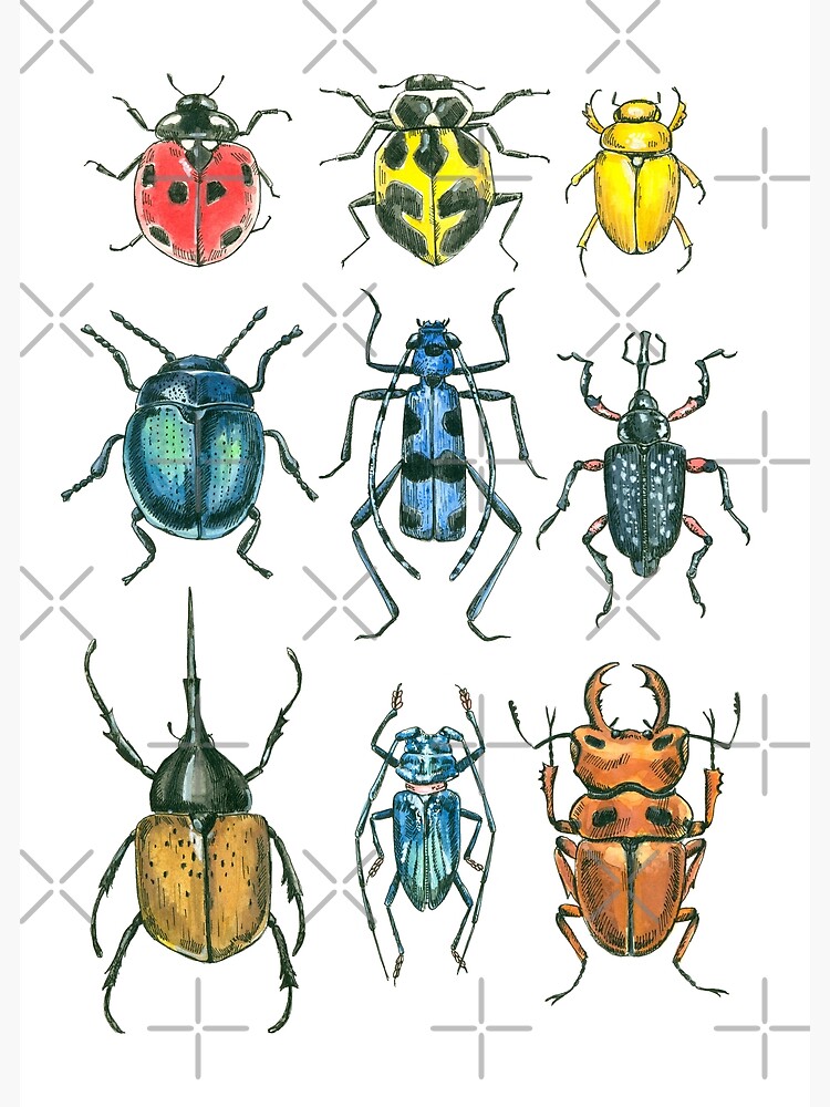 Beetles | Poster