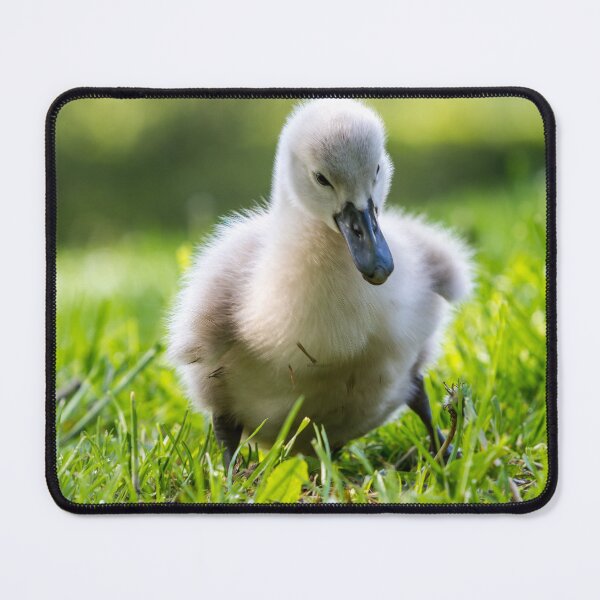 Item preview, Mute Swan Cygnet designed and sold by TravellingSimon.