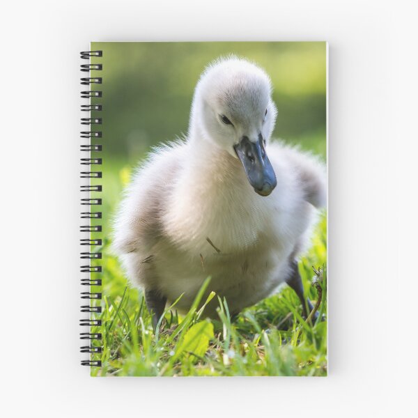 Item preview, Mute Swan Cygnet designed and sold by TravellingSimon.