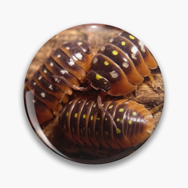 Item preview, Montenegro isopods  designed and sold by Tippitiwichet.