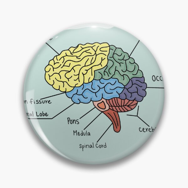 Item preview, Brain Anatomy Doodle designed and sold by Maddie Broad.